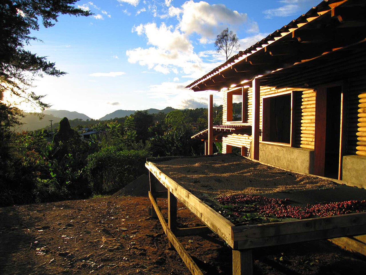Coffee fruit sun-drying on raised surfaces in Tarrazú, Costa Rica