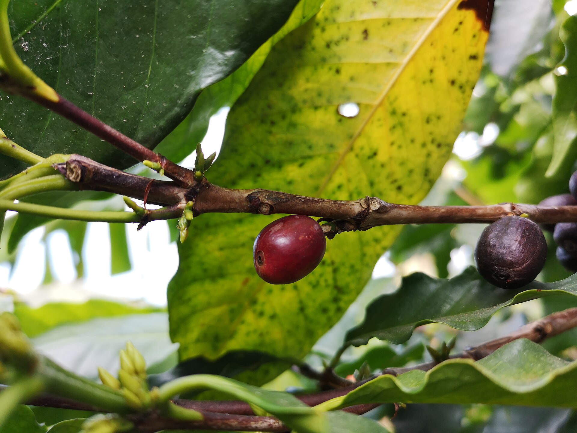 Coffee cherries growing on a branch